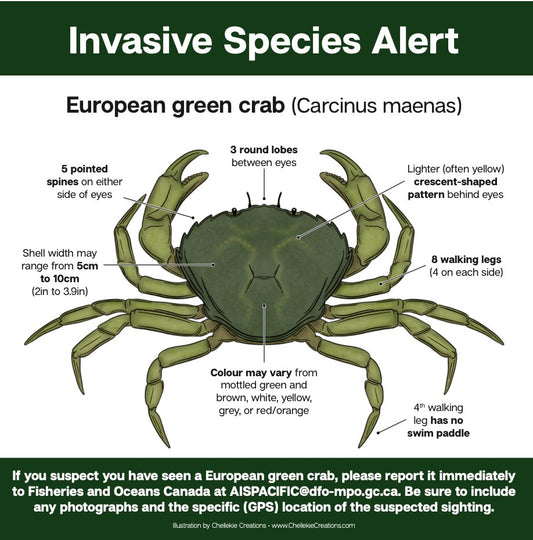 European Green Crab (Carcinus Maenas) Infographic - FREE DOWNLOAD - Chellekie Creations