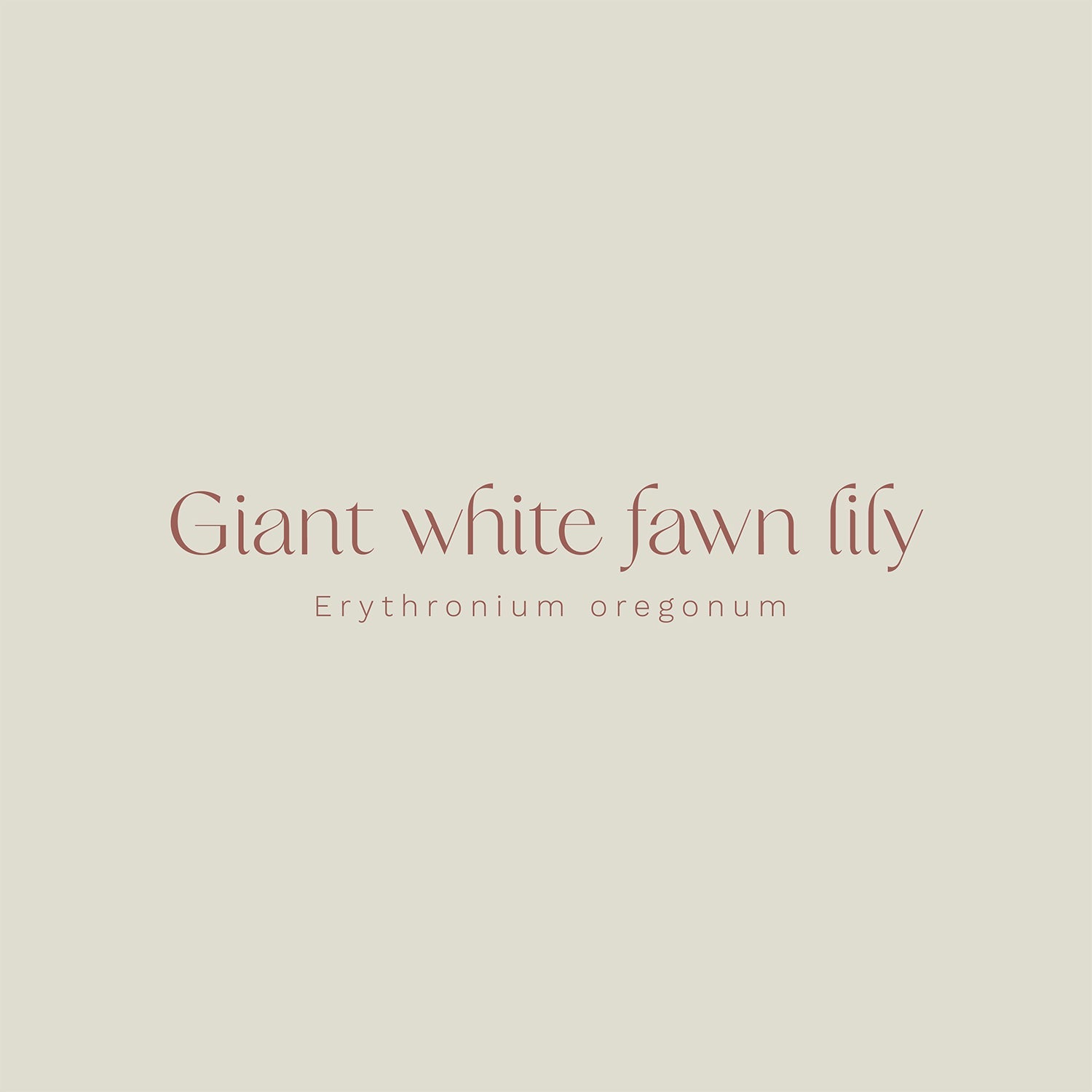 Giant White Fawn Lily (Erythronium oregonum) Vinyl Sticker - Chellekie Creations