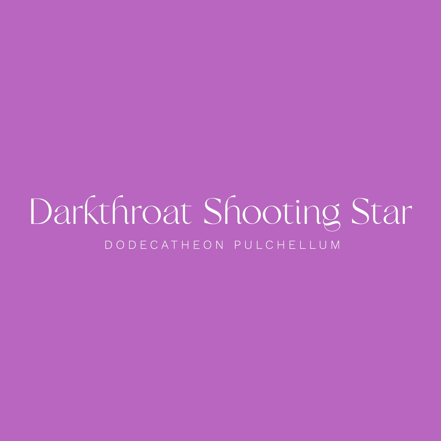Shootingstar Flower 1.5" Pinback Button - Chellekie Creations